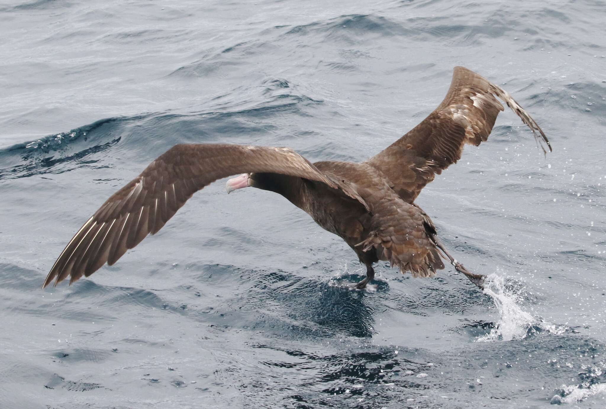 Image of Short-tailed Albatross