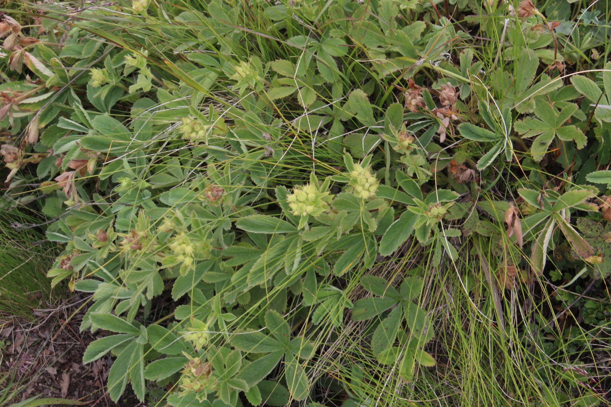 Image of Potentilla brachypetala Fisch. & Mey. ex Lehm.