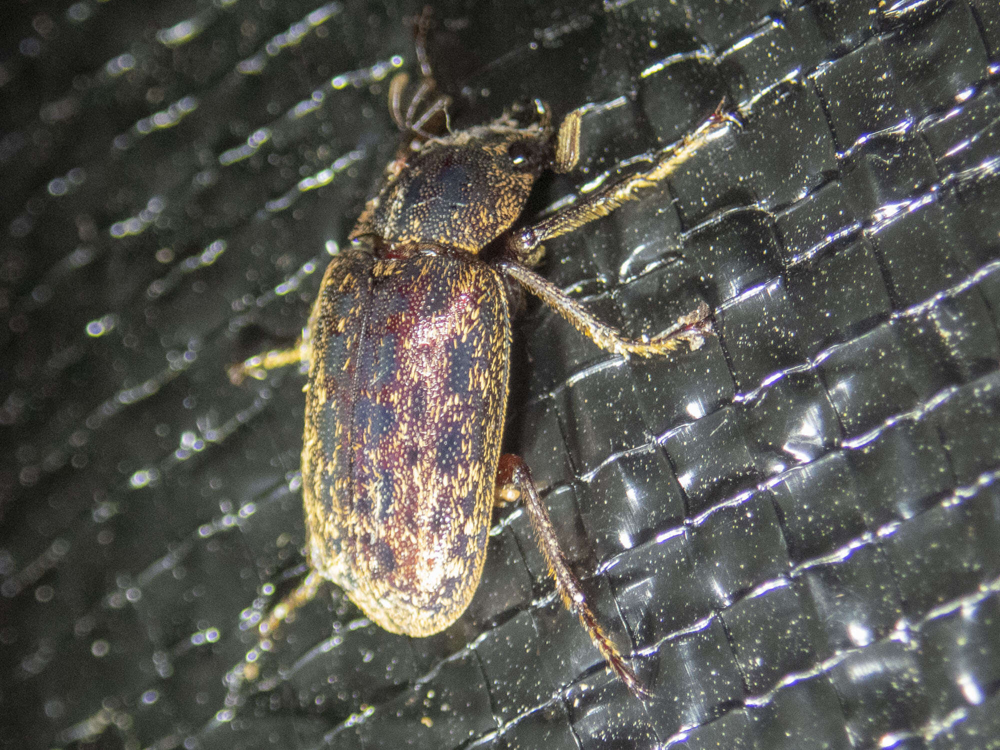 Слика од Mitophyllus parrianus Westwood 1863