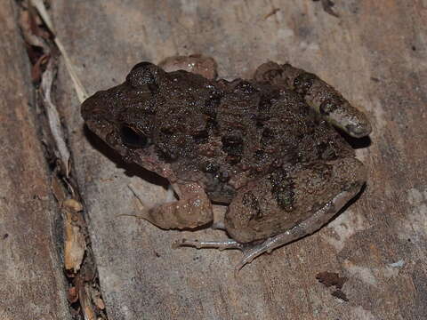 Image of Asian Grass Frog