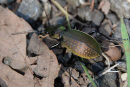 Image of Carabus (Ohomopterus) insulicola Chaudoir 1869