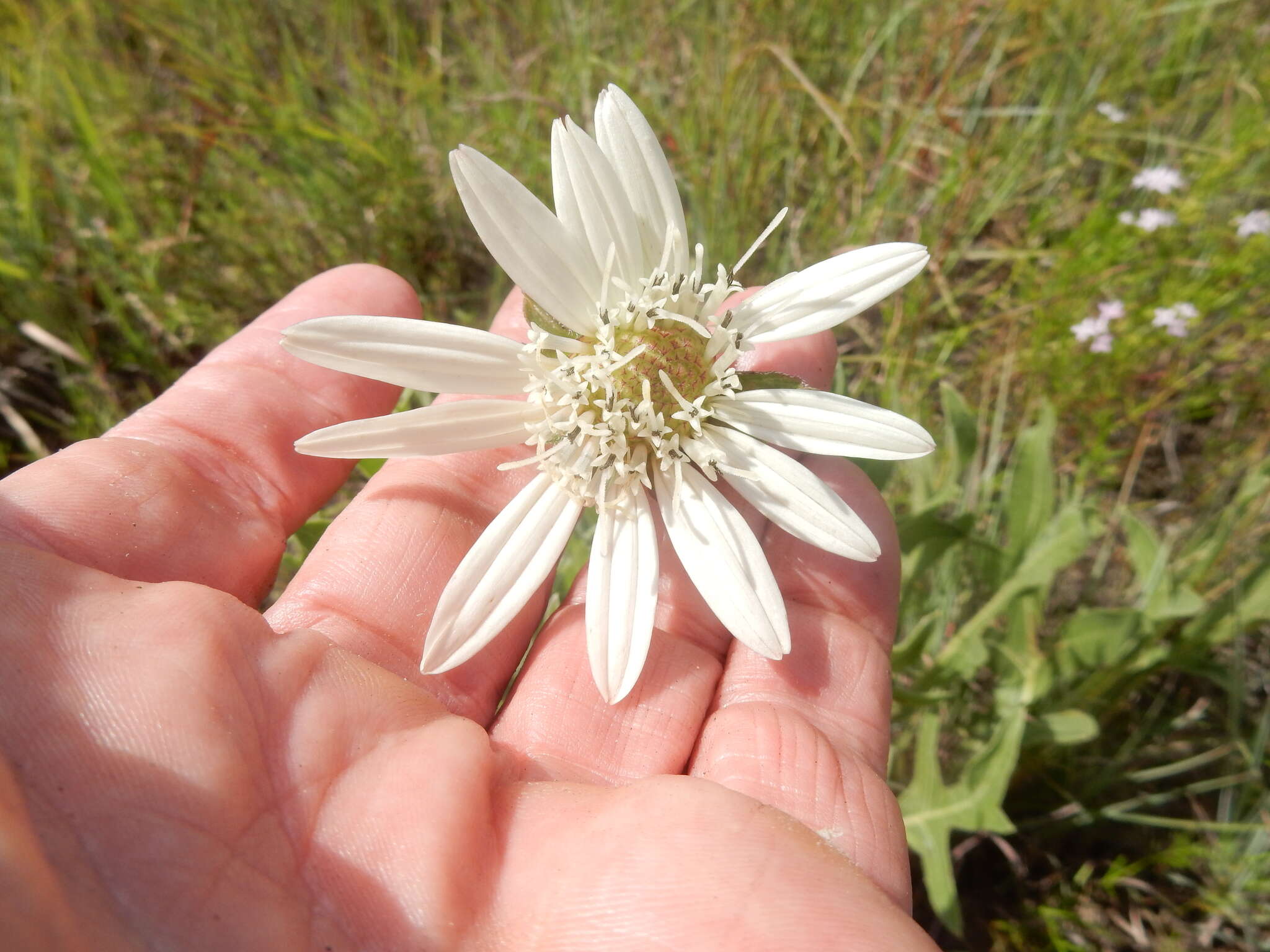 Image de Silphium albiflorum A. Gray