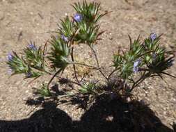 Image of lavender woollystar
