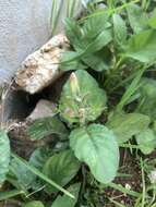 Image of hairyflower wild petunia