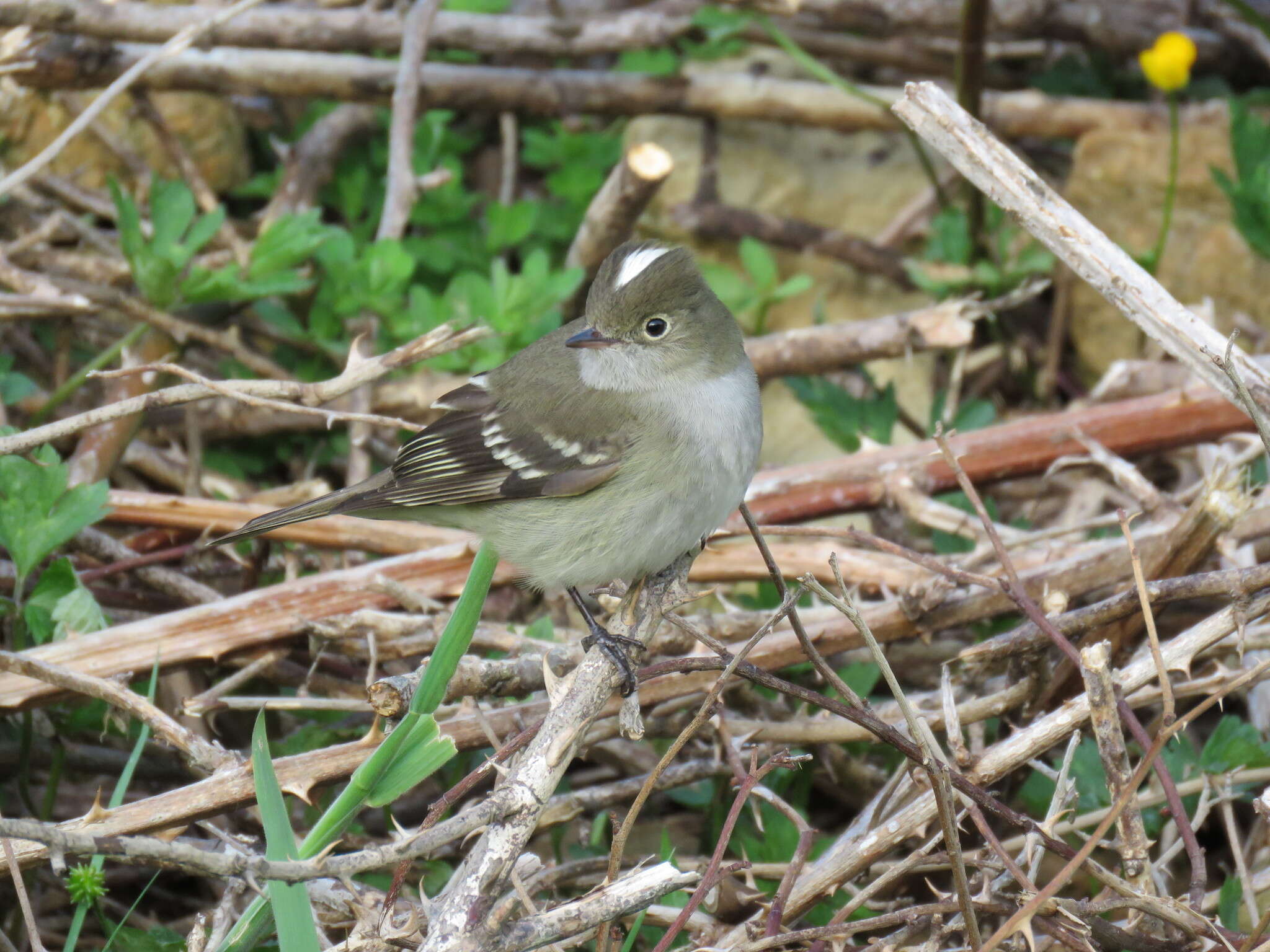 Image of White-crested Elaenia