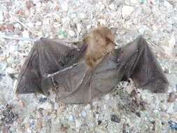 Image of Mexican Greater Funnel-eared Bat