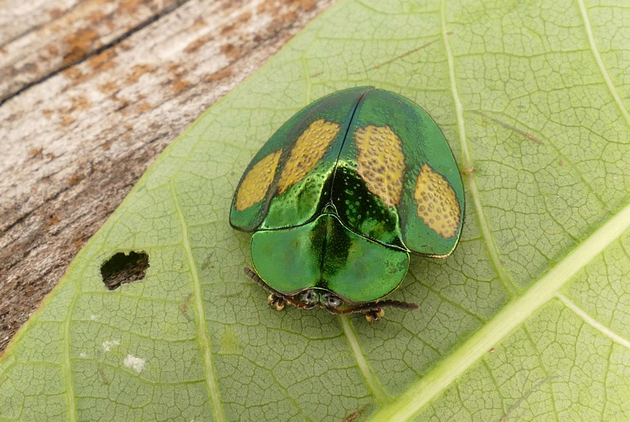 Plancia ëd Stolas discoides (Linnaeus 1758)