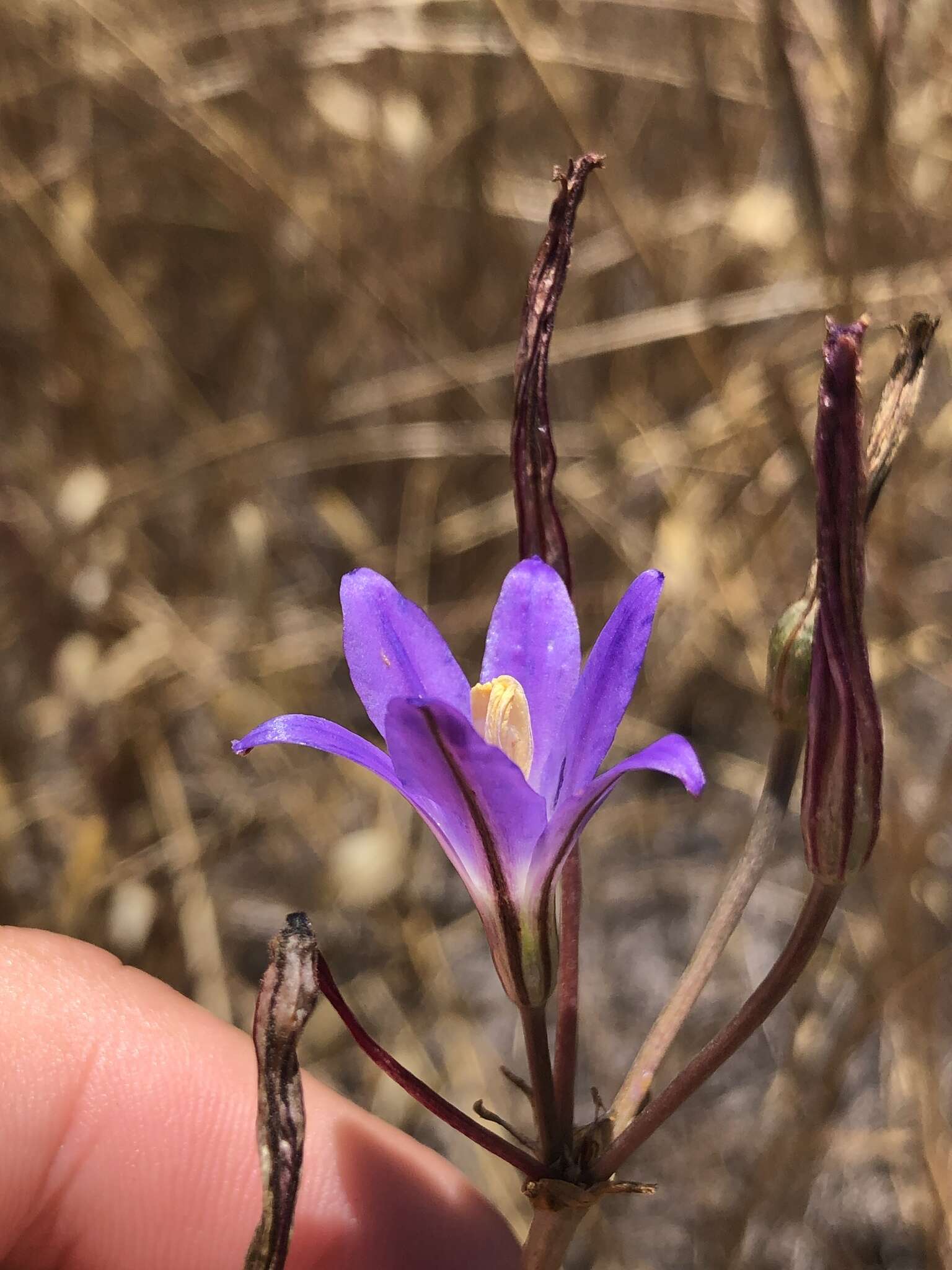 Слика од Brodiaea santarosae T. J. Chester, W. P. Armstr. & Madore