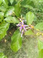 Image of Solanum subinerme Jacq.