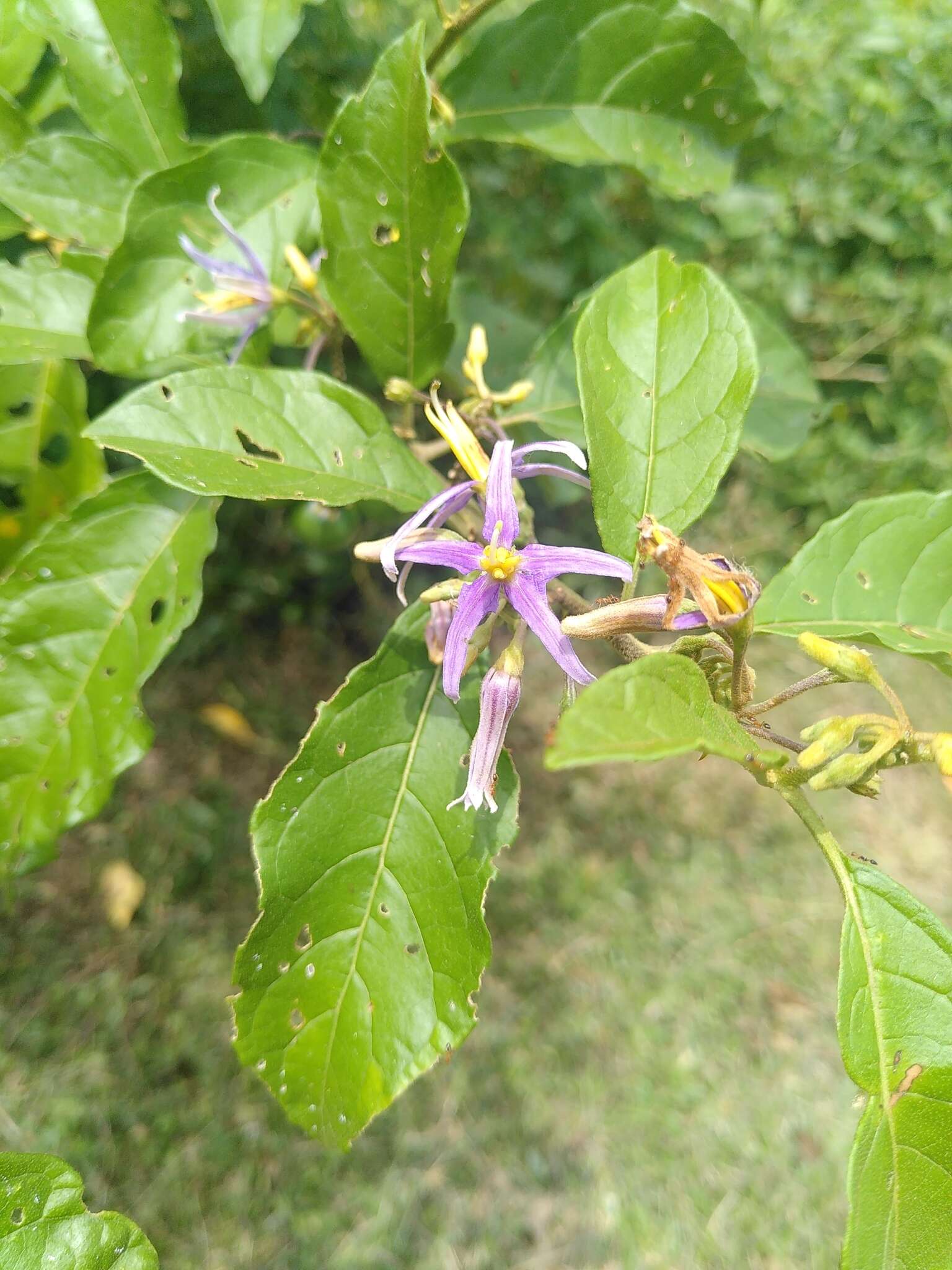 Image of Solanum subinerme Jacq.