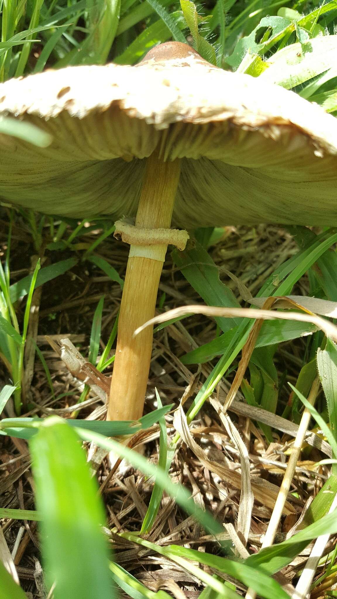 Image of Green-spored parasol
