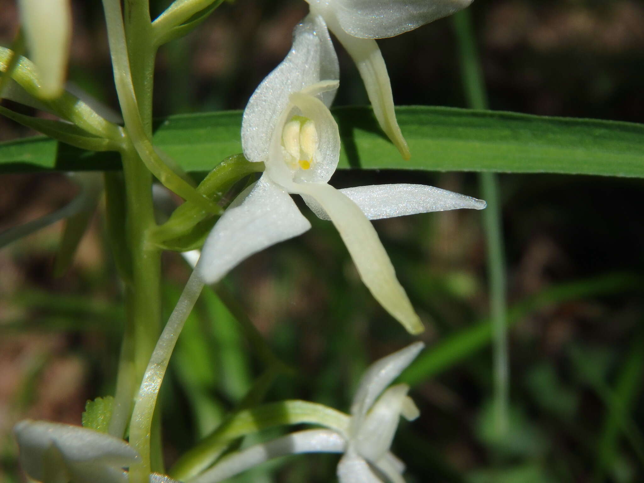 Image of lesser butterfly-orchid