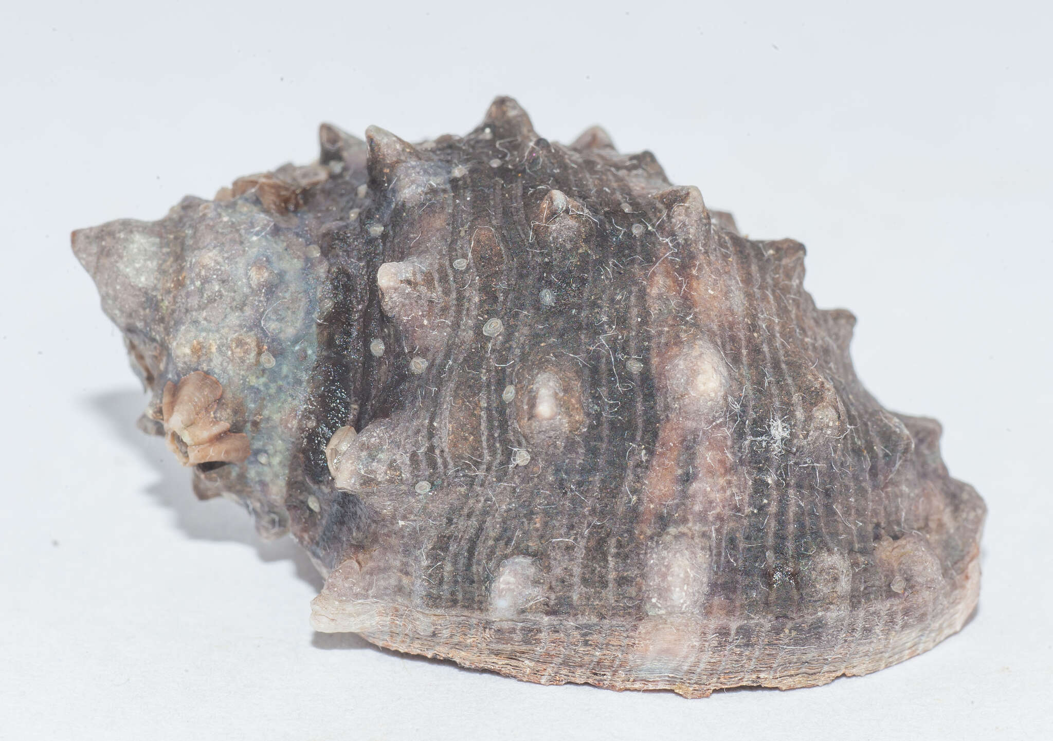 Image of wide-mouthed dye shell