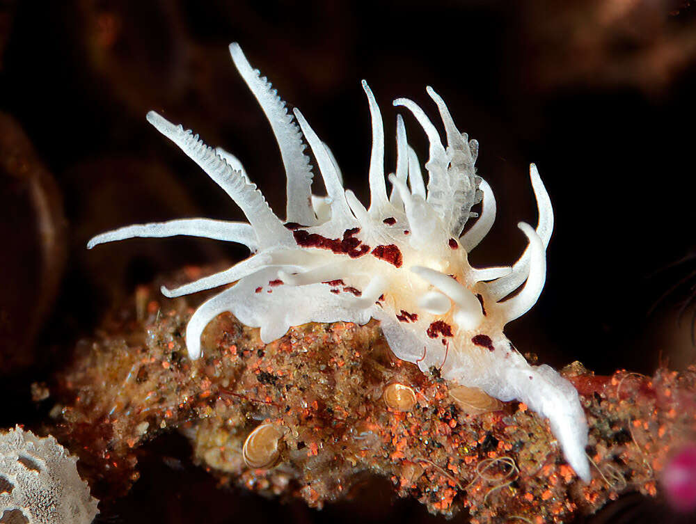 Image of Okenia brunneomaculata Gosliner 2004