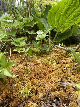 Imagem de Sphagnum flavicomans Warnstorf 1911