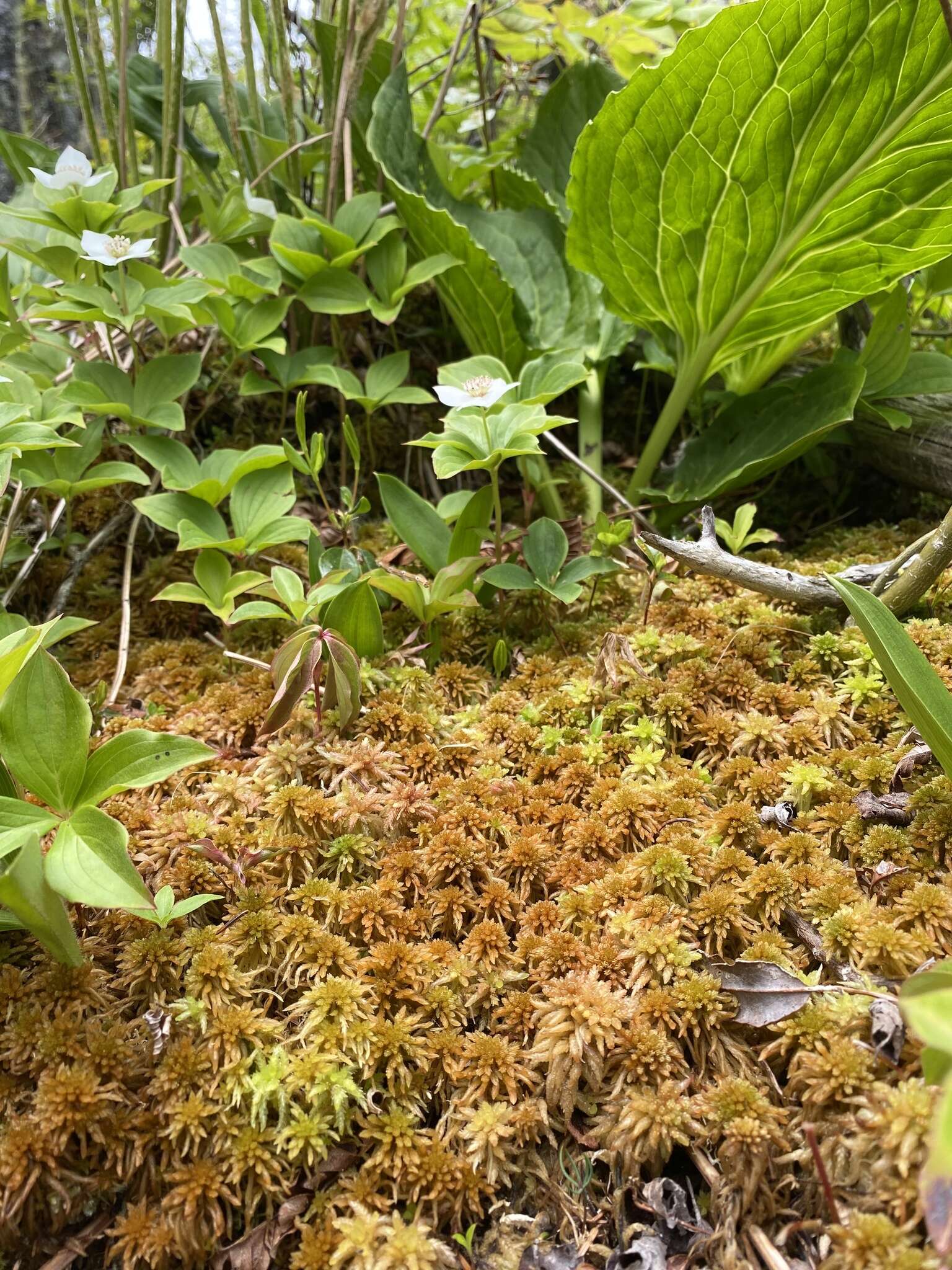 Imagem de Sphagnum flavicomans Warnstorf 1911