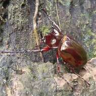 Image of Chalcosoma atlas sintae Nagai 2004