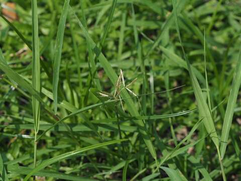 Image of Roadside Flat Sedge