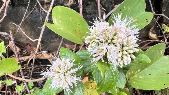 Image of Eupatorium luchuense Nakai