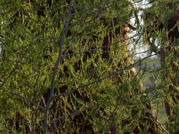 Image of Sandveld Asparagus