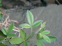 Image of <i>Searsia <i>pyroides</i></i> var. pyroides