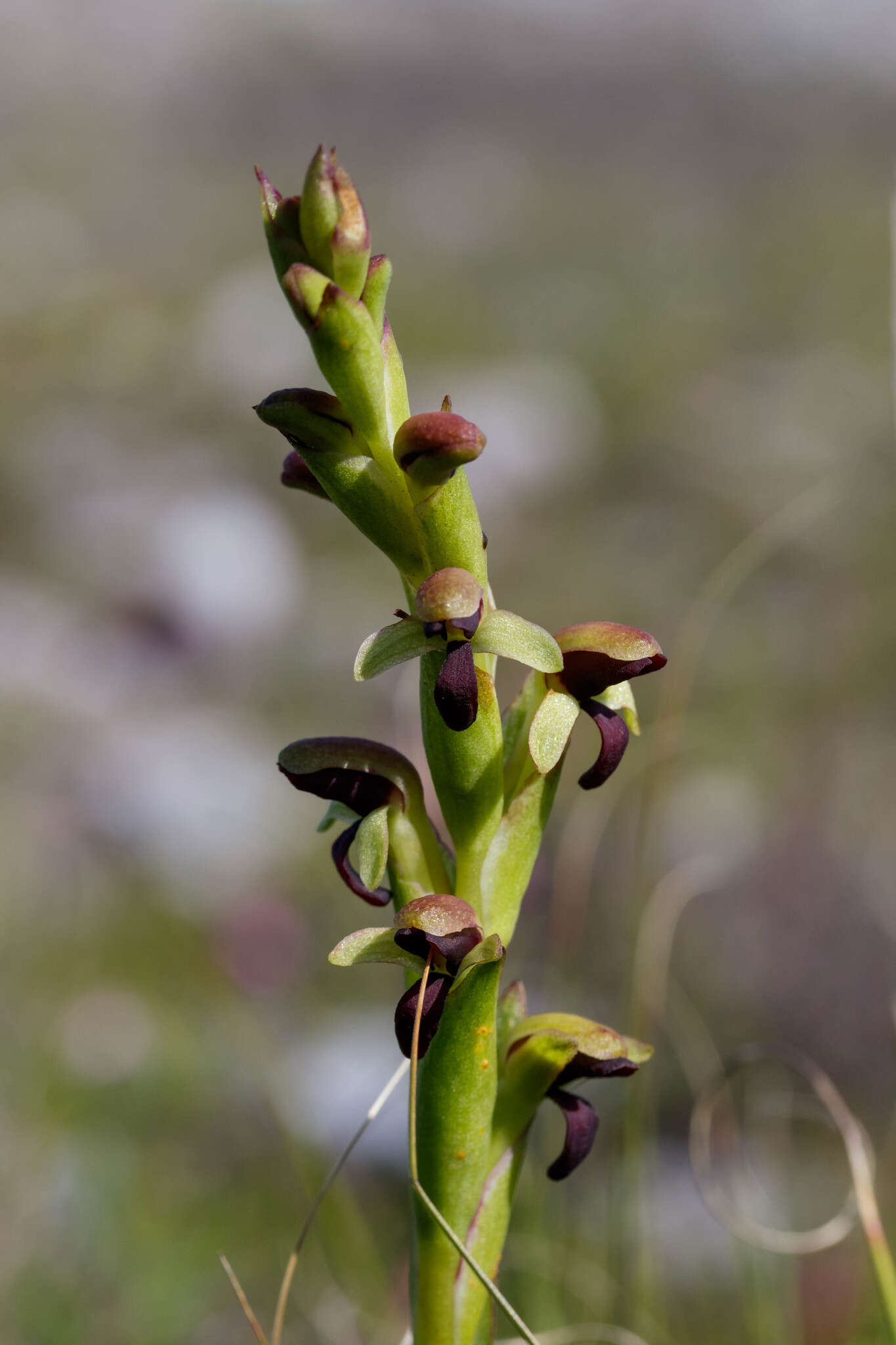 Disa rufescens (Thunb.) Sw. resmi