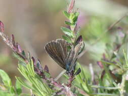 Image of Paphos Blue