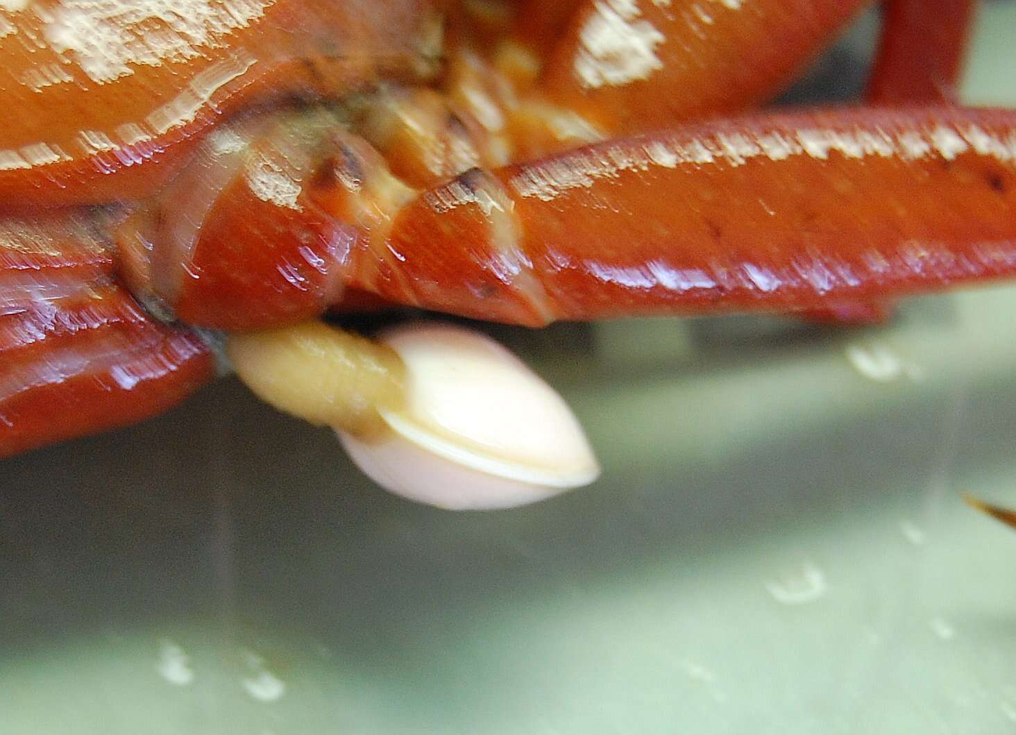 Image of red deep-sea crab