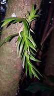 Image of Oberonia disticha (Lam.) Schltr.