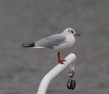 Image of Black-headed Gull