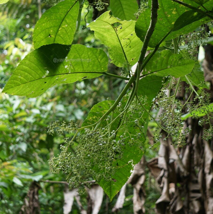 Image de Dendrocnide stimulans (L. fil.) Chew