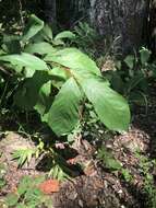 Image of Small-Flower Pawpaw