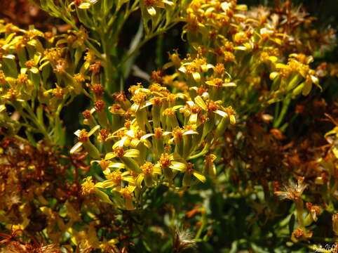 Image of Bethencourtia palmensis (Nees) Choisy