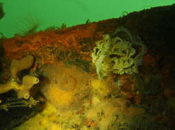 Image of grey sea slug