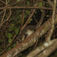 Image of fat-tailed dwarf lemur