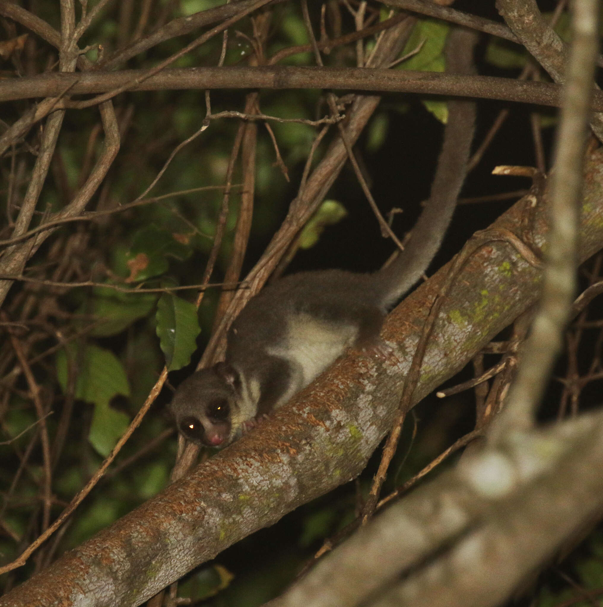 Image of fat-tailed dwarf lemur