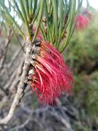 Image de Melaleuca alilateralis Craven & R. D. Edwards