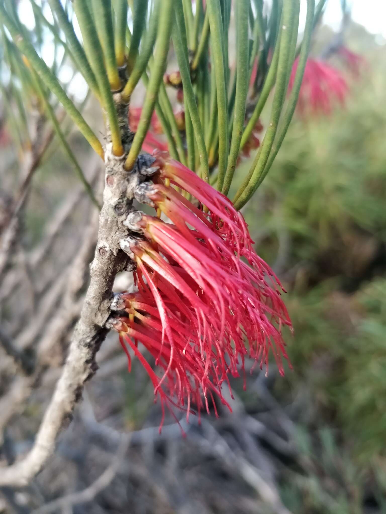 Image of Melaleuca alilateralis Craven & R. D. Edwards