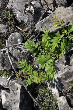 Image of Sorbaria pallasii (G. Don) Pojark.