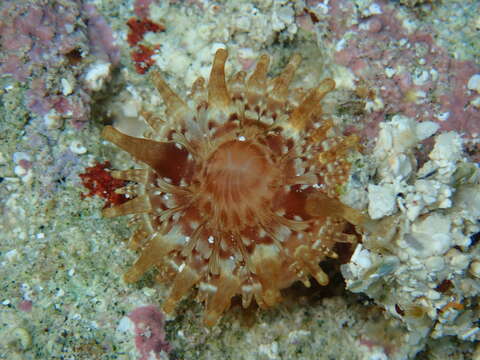 Image of blunt-tentacled anemone