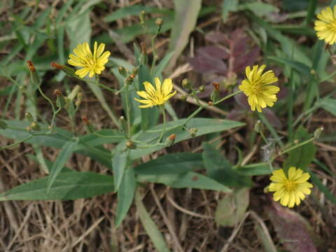 Image of Ixeris chinensis (Thunb.) Kitag.