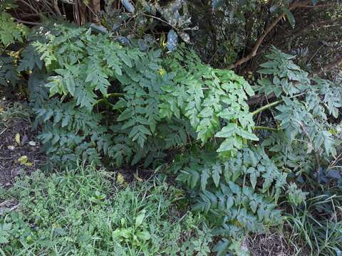 Слика од Daucus decipiens (Schrad. & J. C. Wendl.) Spalik, Wojew., Banasiak & Reduron