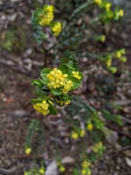 Image of Pimelea flava R. Br.