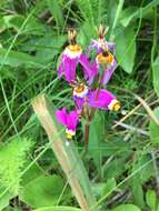 Dodecatheon pulchellum subsp. pauciflorum (Dur.) Hulten resmi