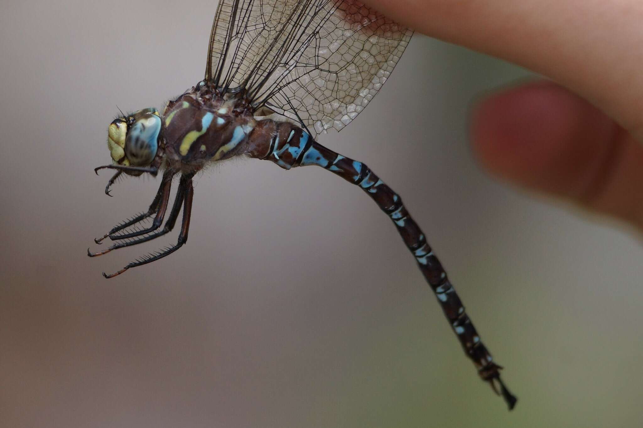 Image of Riffle Darner