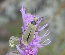 Image of Epicauta (Epicauta) heterodera Horn 1891