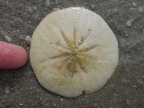 Image of cake sand dollar