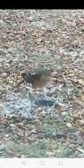 Image of Red-breasted Sparrowhawk