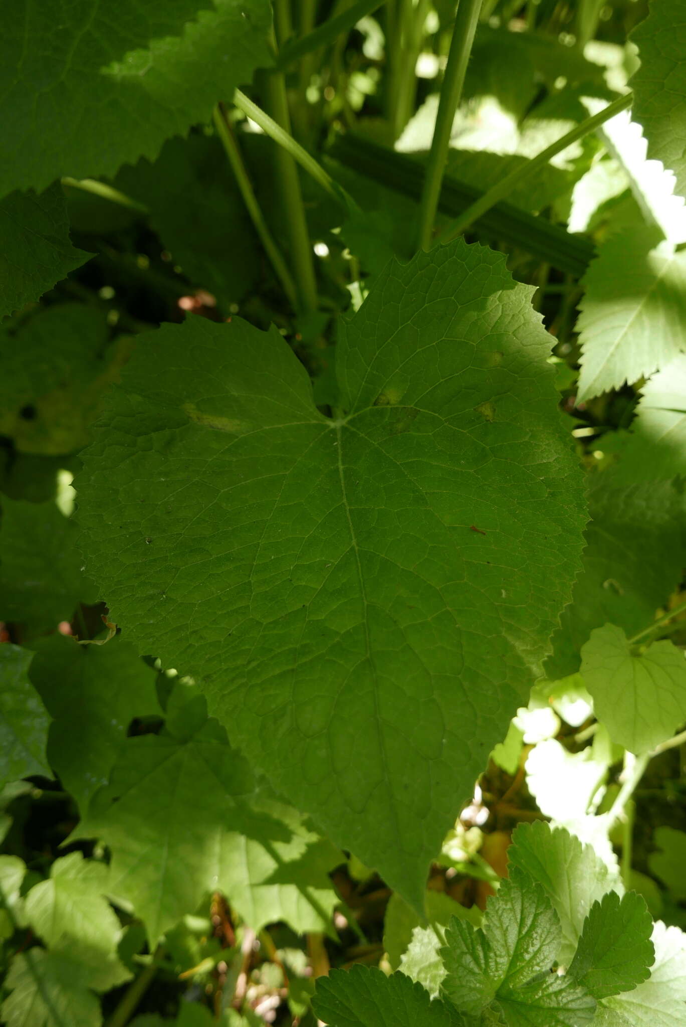 Image of Hyaloperonospora lunariae