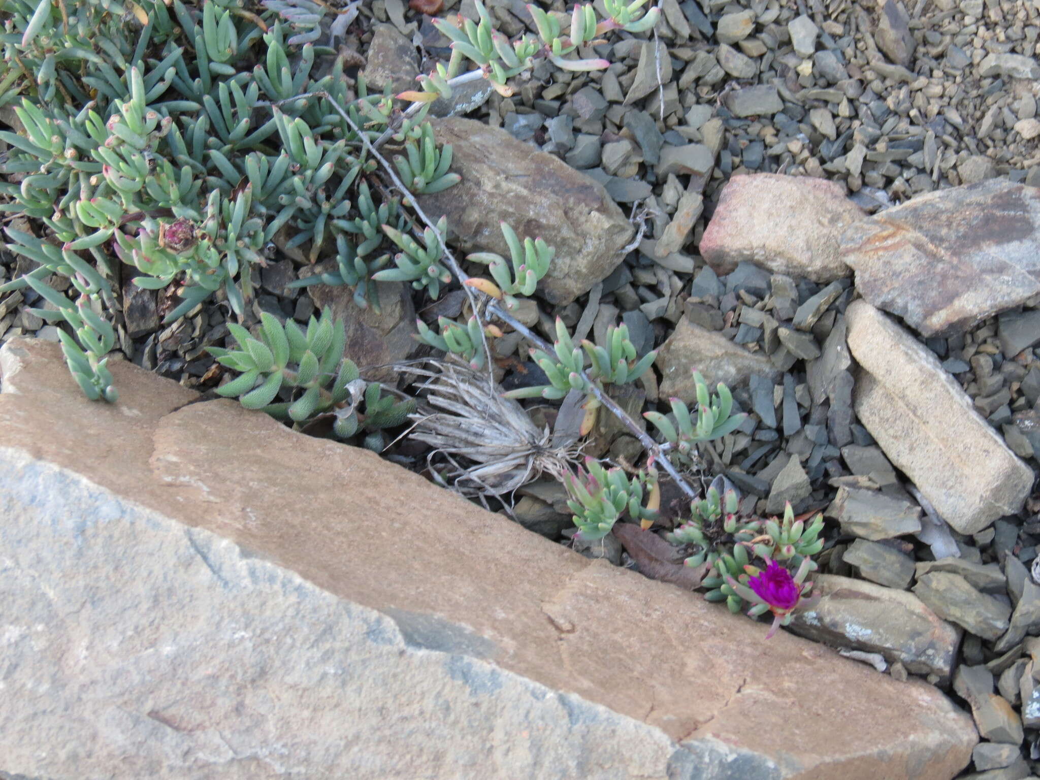 Image of Lampranthus stayneri (L. Bol.) N. E. Br.